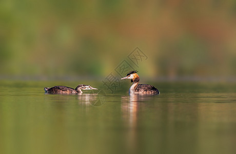 在池塘里喂食时的 高贵的格里贝家族支撑沼泽水禽羽毛野生动物荒野动物成人反射游泳图片