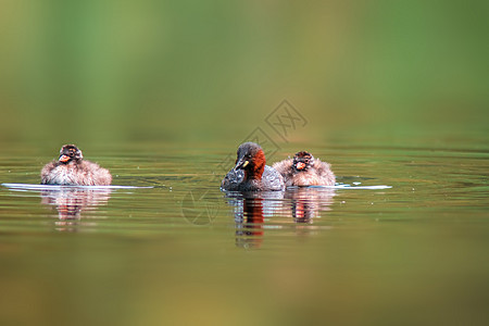 小格里贝家庭游泳 同时在池塘中吃饭支撑荒野野生动物水禽动物群动物沼泽眼睛湿地反射图片