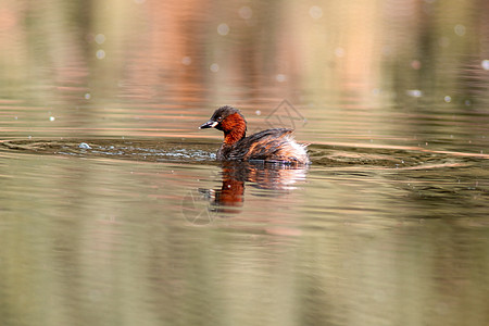 小葡萄在池塘上游泳羽毛眼睛水禽支撑反射成人荒野动物湿地翅膀图片
