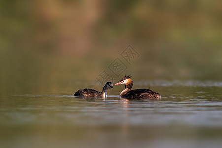 在池塘里喂食时的 高贵的格里贝家族羽毛成人水禽动物群湿地翅膀眼睛水鸟野生动物动物图片