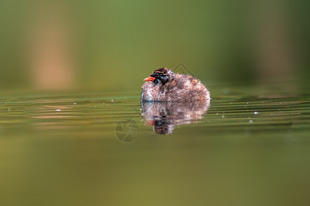 在池塘上游泳的年轻小格里贝小鸡反射动物水鸟动物群支撑湿地翅膀野生动物眼睛沼泽图片