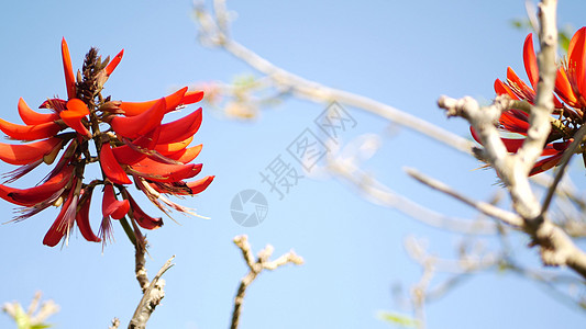 珊瑚树红色花在庭院里 加利福尼亚美国 刺桐火焰树春天绽放 浪漫的植物氛围 精致的异国热带花卉 春天绚丽的色彩 软模糊新鲜度植物群图片