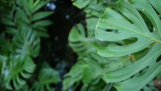 异国情调的龟背竹丛林雨林热带气氛 新鲜多汁的叶状叶子 亚马逊茂密的杂草丛生的深林 黑暗的自然绿色植物茂盛的树叶 常绿生态系统 天图片