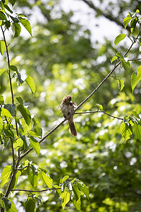 棕色拖拉机 在一棵树上冲刺绿色植物生活场景鸣禽荒野环境画眉脊椎动物羽毛多样性图片