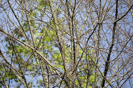 好奇的蓝灰色抓青器野生动物羽毛鸣禽生活多样性荒野场景账单动物群大道图片