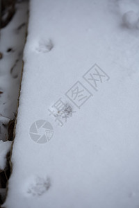 小猫在雪雪中的轨迹烙印季节状况宠物生态爪子天气房子踪迹脚印图片