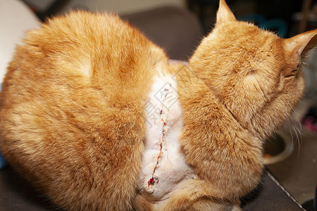 猫身上的外科切开宠物生物头发卫生猫科动物护理伴侣哺乳动物脊椎动物兽医图片