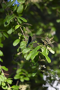 布什的Ebony珠宝生物灌木野生动物胸部冷血蓝色生物学生活蜻蜓触角图片