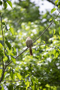 树上神秘的棕色刮碎器生物谷机大道账单野生动物树叶场景翅膀鸣禽生活图片