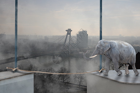 大象会安全走在吊绳上动物绳索野生动物摄影马戏团解决方案漫画成功危险天空图片