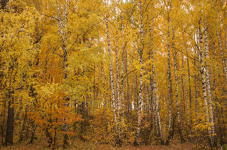 秋天的风景 10 月黄秋桦林中的桦树与桦树林中其他桦树的美丽景色橙子花园叶子季节木头金子阳光植物群墙纸环境背景图片