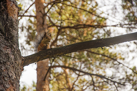秋天森林中的红松鼠动物栖息地尾巴木头荒野公园动物群橙子毛皮哺乳动物图片