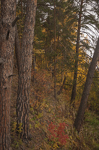 秋天的风景 10 月黄秋桦林中的桦树与桦树林中其他桦树的美丽景色植物橙子季节金子树叶木头农村叶子墙纸树木背景图片