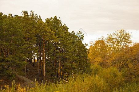 秋天的风景 10 月黄秋桦林中的桦树与桦树林中其他桦树的美丽景色小路墙纸植物群公园阳光木头季节植物树木环境背景图片