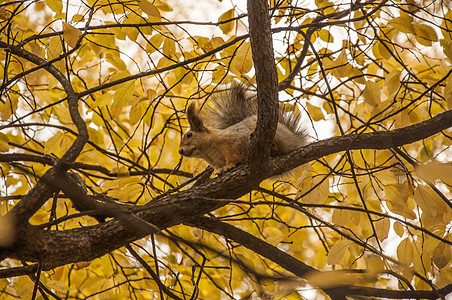 秋天森林中的红松鼠橙子动物群荒野动物野生动物尾巴收获公园哺乳动物生物图片