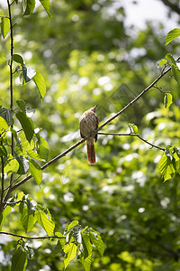 树上神秘的棕色刮碎器多样性翅膀植被荒野账单动物群栖息绿色植物树叶生物图片