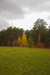 秋天的风景 10 月黄秋桦林中的桦树与桦树林中其他桦树的美丽景色墙纸植物群公园植物桦木小路金子树木阳光花园背景图片