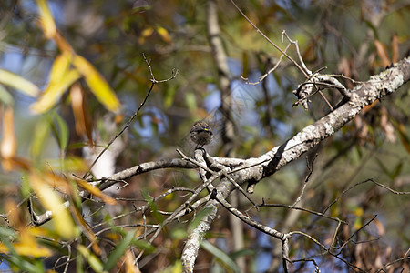 女性黄转式旋转器大道羽毛猎人动物群野生动物树叶脊椎动物翅膀植被移民图片