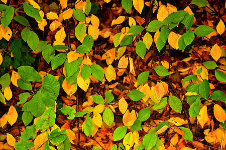 树丛上的黄色和绿色秋色叶子图片