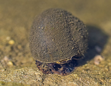 水生淡水蜗牛在河口呼吸表面图片