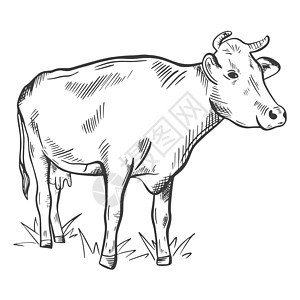 手绘牛孤立对象图片