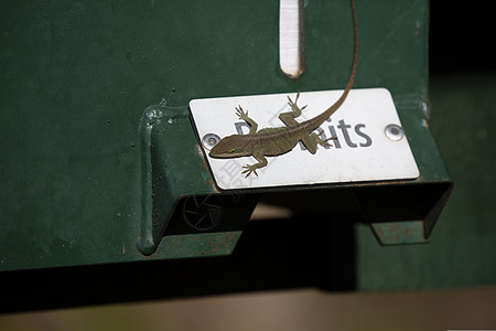 绿色阿诺尔Name森林害虫野生动物冷血许可证棕相爬虫警告蜥蜴生活图片