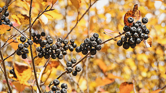 灌木树枝上的黑窒息莓 秋天花园中的阿罗尼亚浆果图片