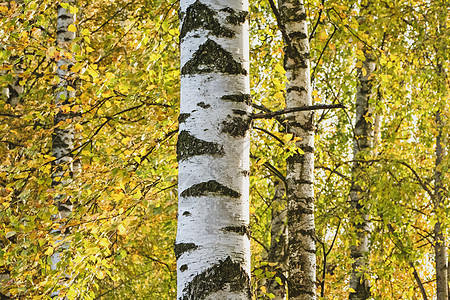 白伯奇树对黄落叶图片
