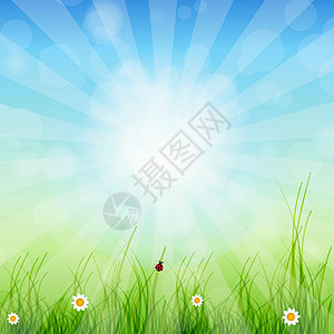 春天的绿色背景 草与苏图片
