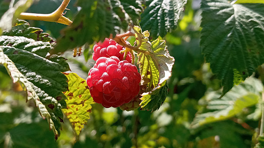 草莓植物 草莓树丛 水果园树枝上的农业浆果宏观生长生活方式农场叶子甜点水果健康饮食图片