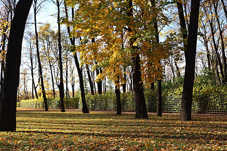 秋天公园 有黄色树叶的树图片