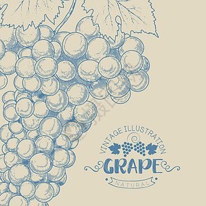 复古串葡萄藤蔓风格测试框架菜单栽培葡萄园雕刻邮票酿酒图片