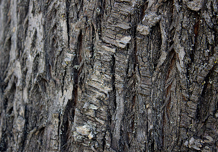老橡树树皮的纹理背景特写裂缝树木生态树桩乡村柴堆木头木材照片松树图片