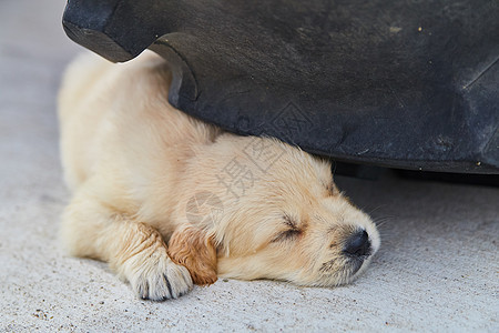 睡在水泥车胎下的小狗可爱的金色寻金小狗背景图片