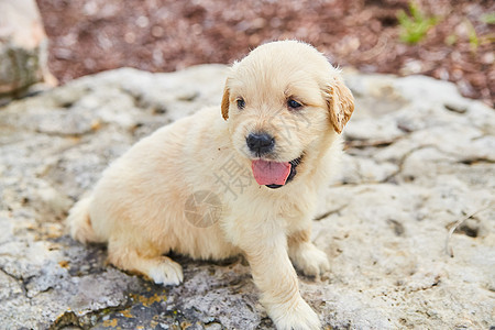 快乐和喘气的金色猎犬小狗 躺在大型景观美化岩石上图片