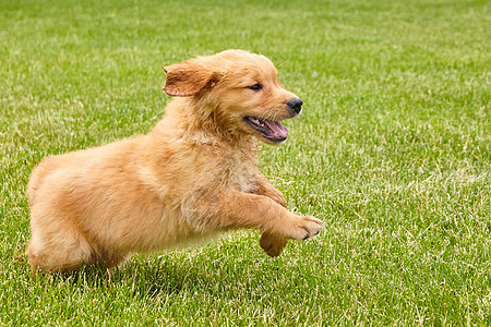 兴奋和精力充沛的金色寻金小狗在草丛中奔跑图片