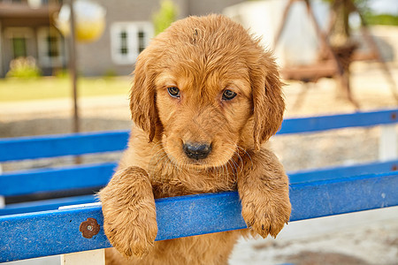 拉布拉多小狗看起来非常可爱 挂在蓝色栏杆上图片