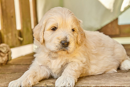 可爱的白色金面小狗趴在木板上图片