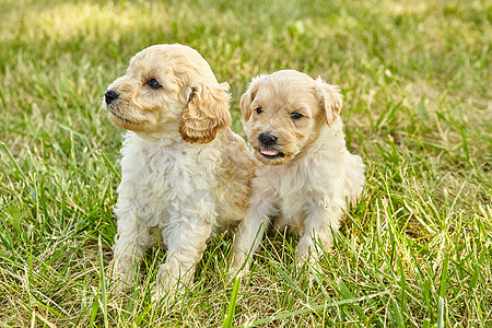 草地上一对可爱的金面小狗背景图片