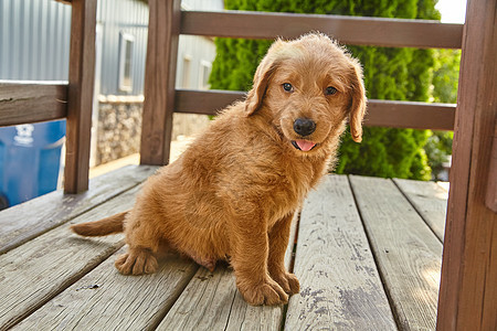 坐在木院子家具上欢乐的拉布拉多小狗图片