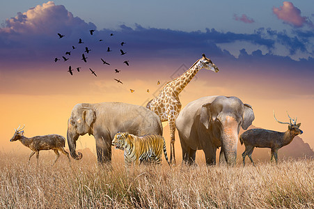 世界野生动物日傍晚 金色的阳光照耀着 成群结队的野兽聚集在空旷的田野里动物园老虎庆典生活生物动物保护区环境野生动物行星图片
