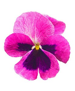 花环 白色背景上孤立的一组紫罗兰橙子植物学紫色插图宏观农业青色花束花序植物图片