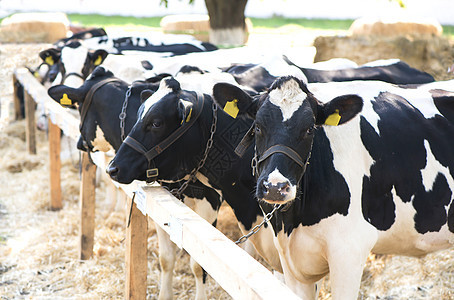农场里的奶牛 农场里的奶牛草原奶制品奶油阳光农田农村饮料牧场土地哺乳动物图片