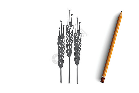 谷物小麦食品收获谷物的概念 手绘孤立的矢量标识草图营养食物面粉玉米农业季节农场种子图片