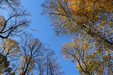 蓝秋天和有黄金花叶的树木森林晴天天空蓝色季节树叶天气木头植物花园图片