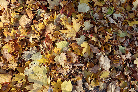 秋天黄色和金色的叶子在地上 叶子作为背景图片