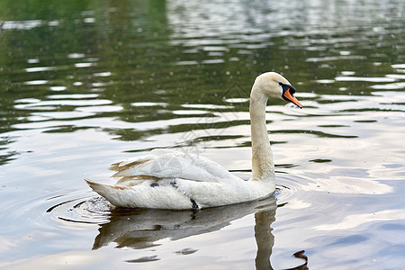 一只白天鹅 脖子长长 水上浮着红嘴唇羽毛荒野池塘翅膀白色游泳蓝色野生动物鸟类动物图片