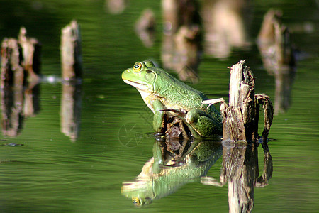 绿青蛙坐在湖水的边上 像植物一样结实的树枝图片