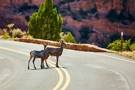 穿越沙漠峡谷弯曲道路的山羊对称图片