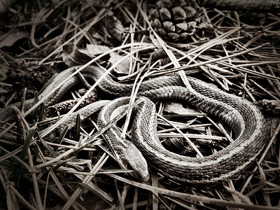 黑白的一针长吊袜蛇在草巢中缠绕图片